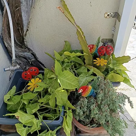 Σπίτι διακοπών Aliki's House *